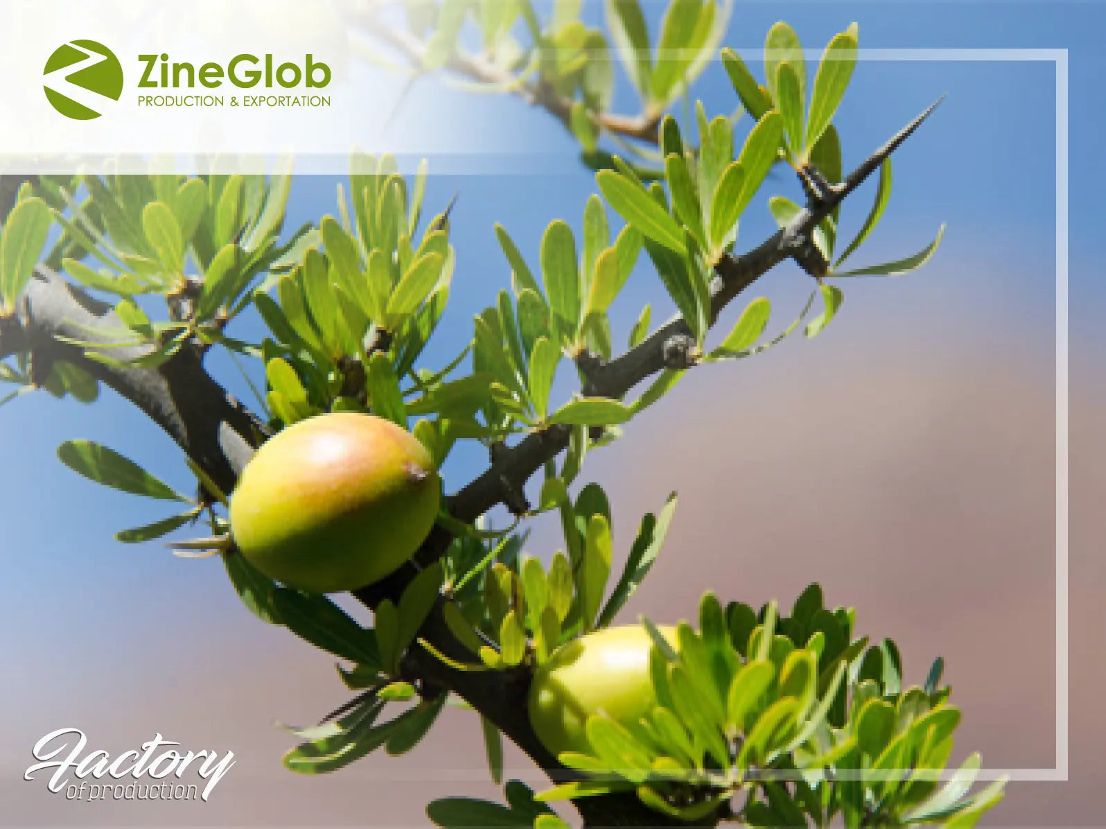 Other Natural Cosmetics Products -ZINEGLOB | First producer of Organic Moroccan Argan oil