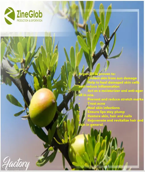 ZINEGLOB | First producer of Organic Moroccan Argan oil IN BULK argan oil anti aging cream