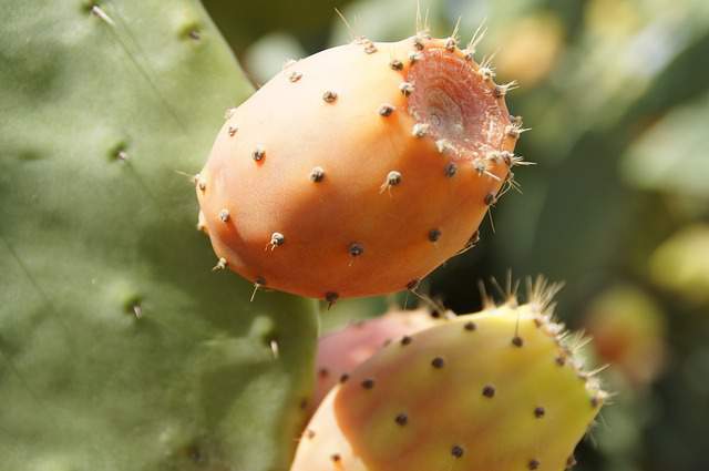 Unlock Radiant Skin: The Incredible Benefits of Prickly Pear Oil in 2025